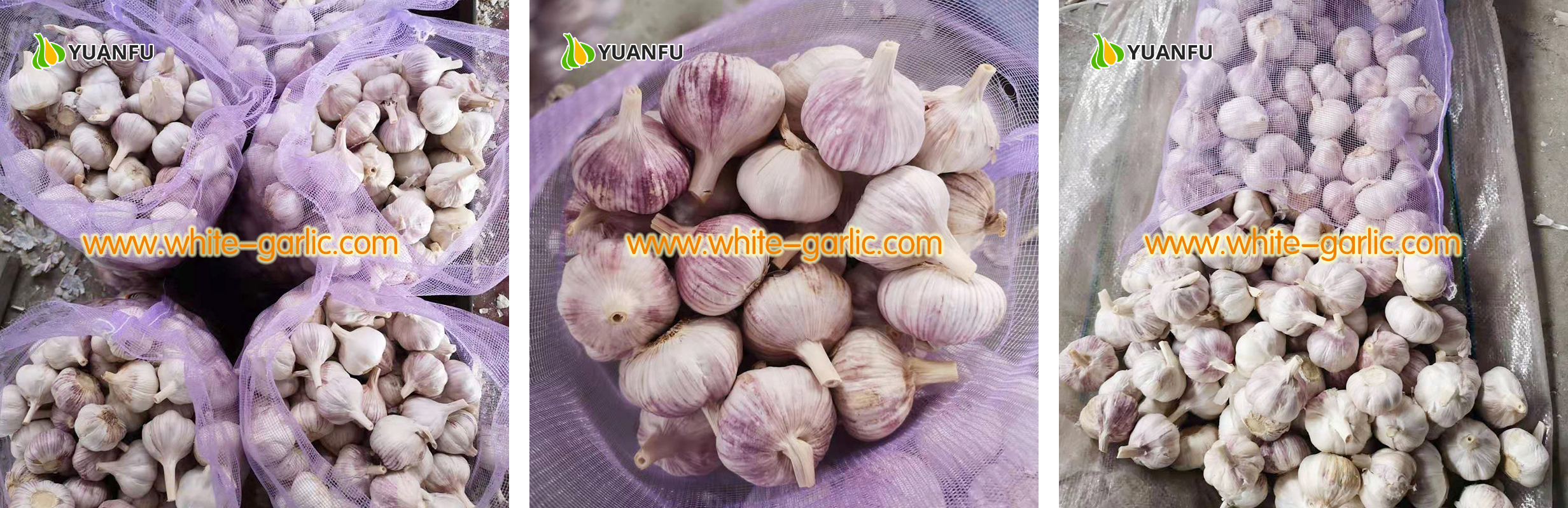 garlic exporters